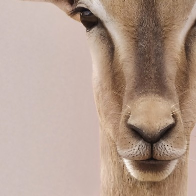 Modelo Gacela Impresión en póster fotográfico para decorar tus espacios con un espectacular diseño de una gacela fashion