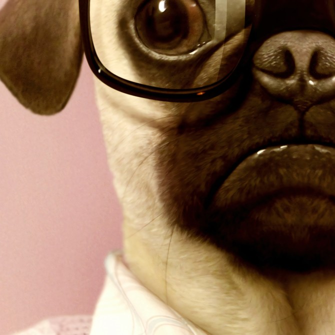 Modelo Pug-detalle-poster-lavable-para-exterior-interior-perro-decoracion-divertida-original-estilo-moderno-lokoloko