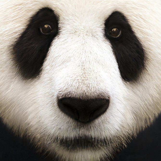 Modelo Oso Panda-detalle-poster-lavable-para-exterior-interior-perro-decoracion-divertida-original-estilo-moderno-lokoloko