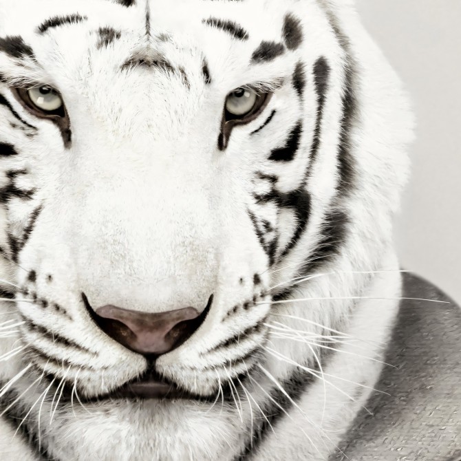 Albino Tiger model-detail-poster-washable-for-exterior-interior-decoration-fun-original-style-modern-lokoloko