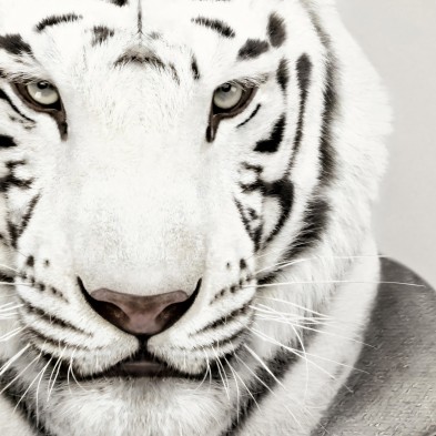 Poster Tigre Blanco Albino retratado con ropa, primer plano, impreso en tintas ecologicas