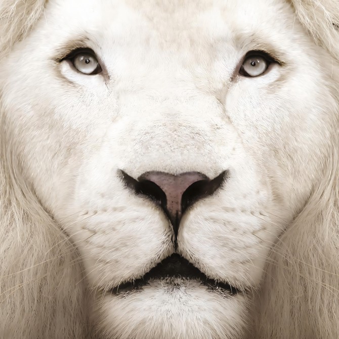Modelo León Albino-poster-lavable-para-exterior-interior-perro-decoracion-divertida-original-estilo-moderno-lokoloko