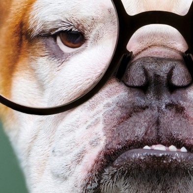 Bulldog model-poster-washable-exterior-interior-walls-frames-paintings-modern-style-lokoloko