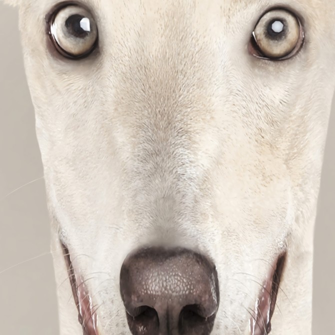 Modelo Galgo-poster-lavable-alta-calidad-para-interior-exterior-decoracion-moderna-original-lokoloko