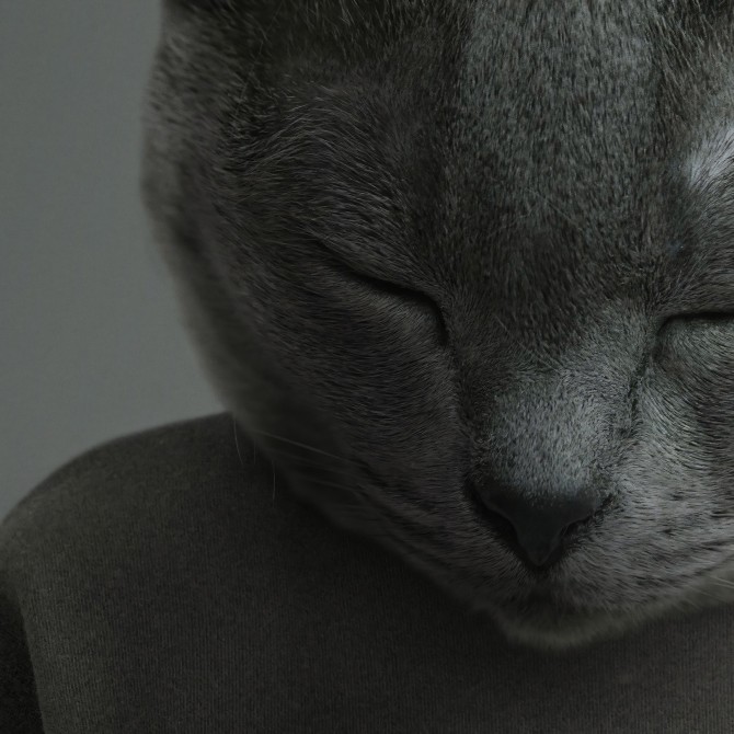 Modelo Gato Chartreux-poster-lavable-alta-calidad-para-interior-exterior-decoracion-moderna-original-lokoloko