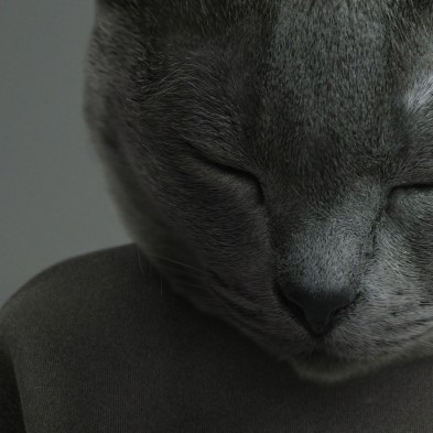 Modelo Gato Chartreux-poster-lavable-alta-calidad-para-interior-exterior-decoracion-moderna-original-lokoloko