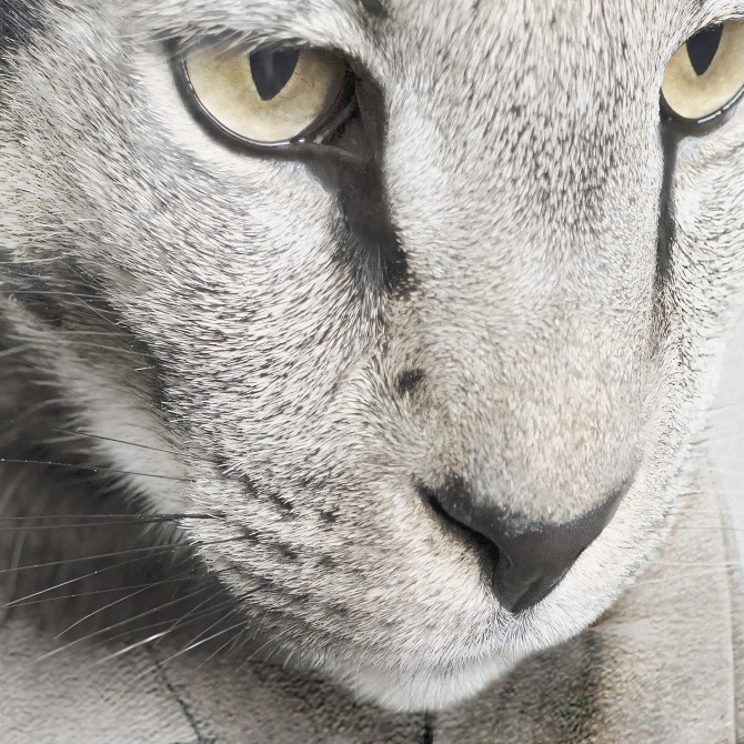 Modelo Gato Singapura-poster-lavable-alta-calidad-para-interior-exterior-decoracion-moderna-original-lokoloko