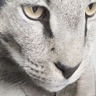 Modelo Gato Singapura-poster-lavable-alta-calidad-para-interior-exterior-decoracion-moderna-original-lokoloko
