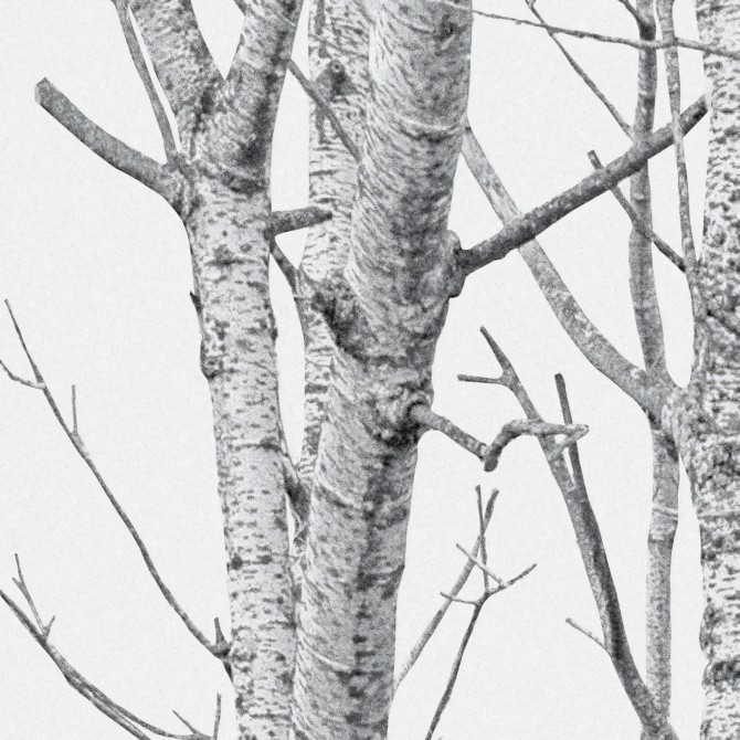 The forest - Self-adhesive Eco-friendly PVC-free wallpaper.