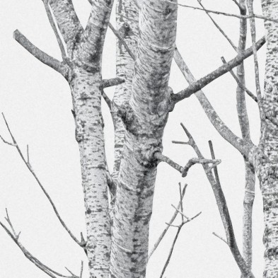 The forest - Self-adhesive Eco-friendly PVC-free wallpaper.
