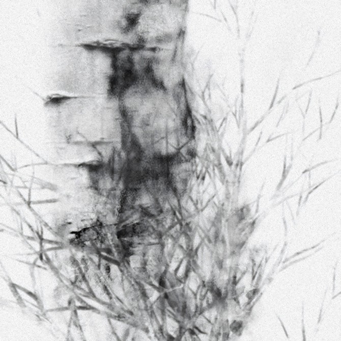 Birch es un mural con bosque de abedules. Profundidad para pared lisa y muebles. Blanco y negro. Papel eco. Detalle. Lokoloko