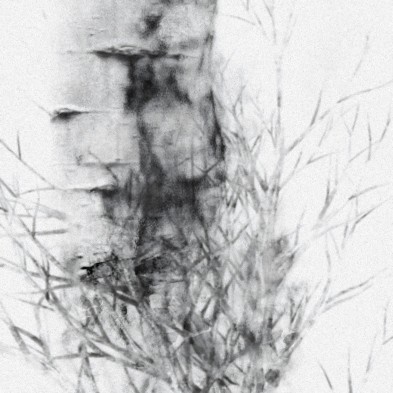Birch is a mural with a birch forest. Depth for smooth wall and furniture. Black and white. Eco paper. Detail 1. Lokoloko