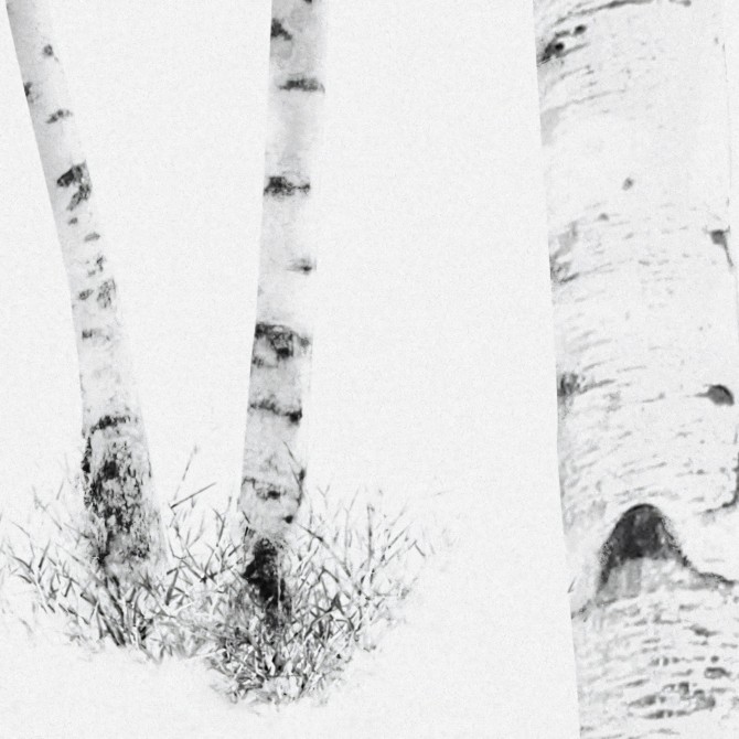 Birch is a mural with a birch forest. Depth for smooth wall and furniture. Black and white. Eco paper. Detail 2. Lokoloko