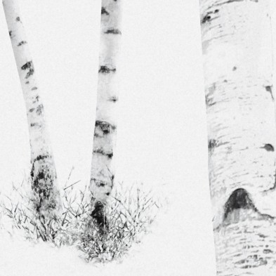 Birch is a mural with a birch forest. Depth for smooth wall and furniture. Black and white. Eco paper. Detail 2. Lokoloko