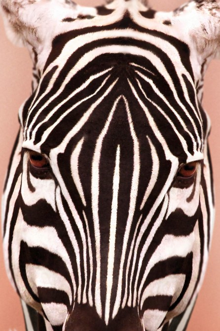 Póster decorativo de animal fashion. Modelo Cebra