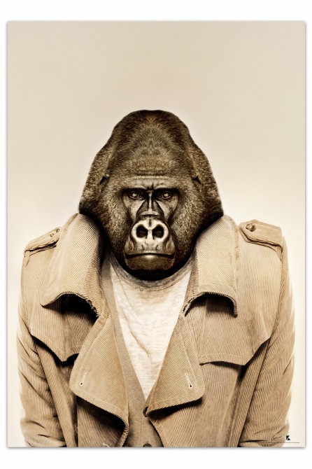 Poster of a fashion gorilla|Lokoloko