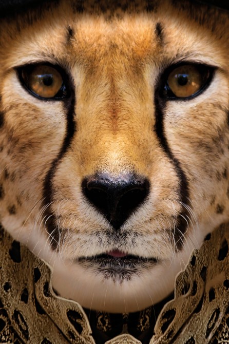 Cheetah Model