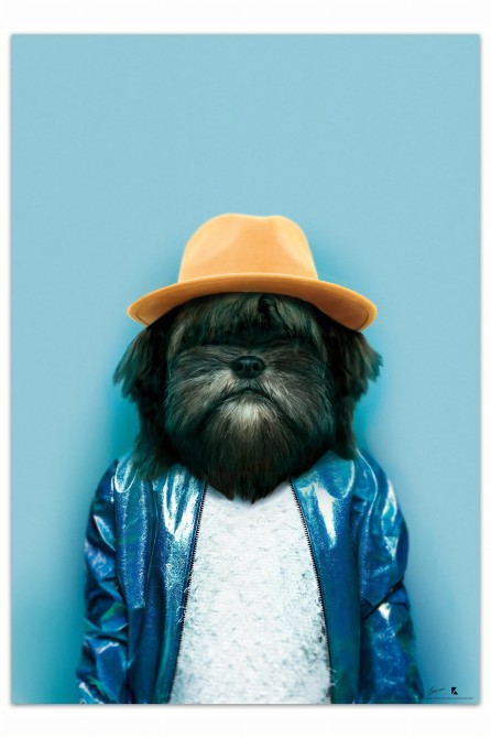 Poster decorative fashion animal. Dog model