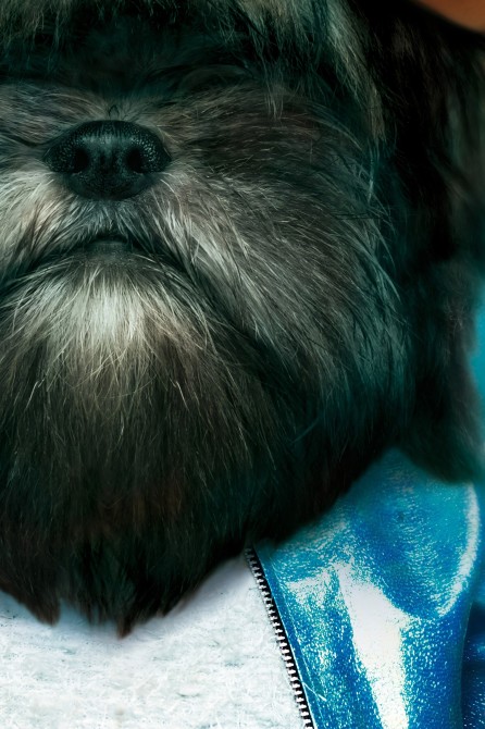 Póster decorativo de animal fashion. Modelo Perro