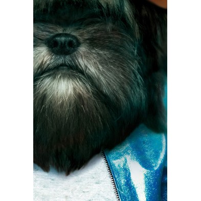 Póster decorativo de animal fashion. Modelo Perro