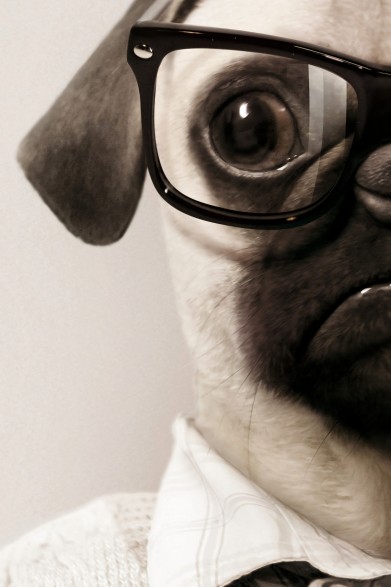Light Pug Model