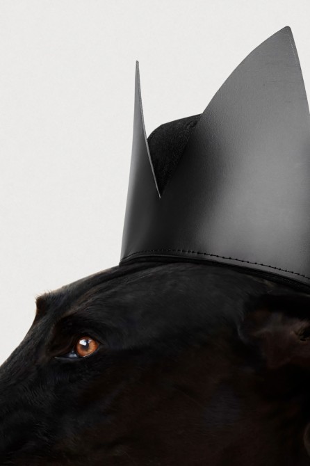 Dog poster, Black Rock greyhound model. Portrait of a humanized animal.