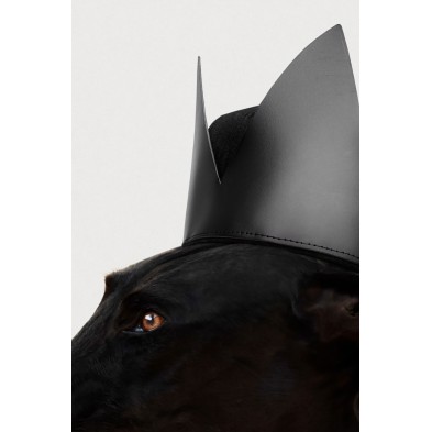 Póster de perro, modelo galgo negro rockero. Retrato de animal humanizado.