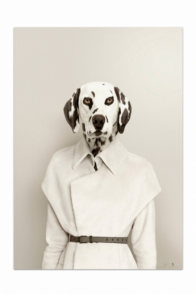 Lámina decorativa de un perro dálmata