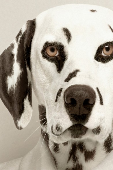 Decorative poster of a elegant dalmatian god