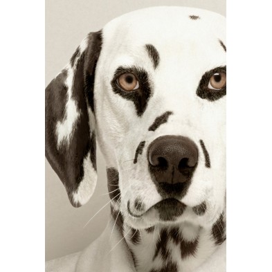 Decorative poster of a elegant dalmatian god