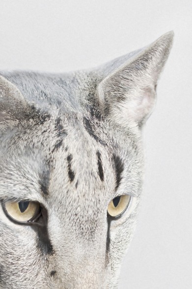 Lámina decorativa de un gato singapura humanizado