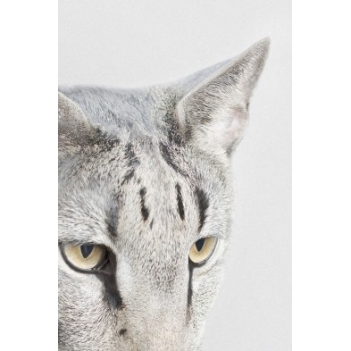 Lámina decorativa de un gato singapura humanizado