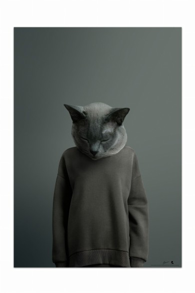 Decorative poster of a cute sleeping cat