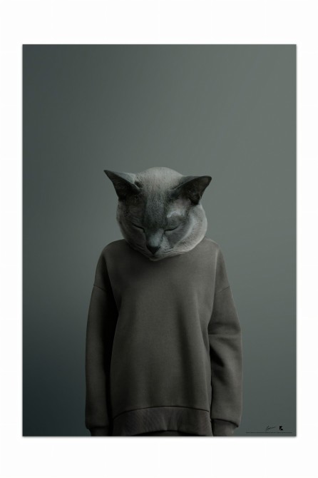 Decorative poster of a cute sleeping cat