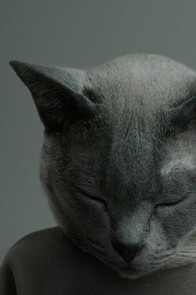 Decorative poster of a cute sleeping cat