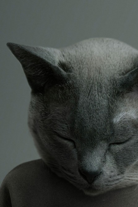 Decorative poster of a cute sleeping cat