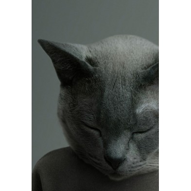 Lámina decorativa de un gato chartreux