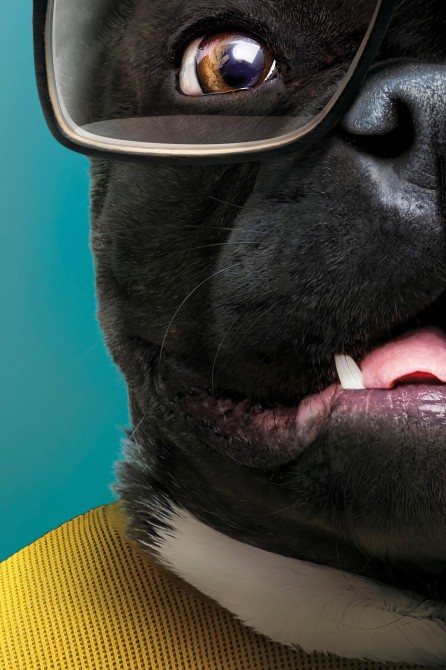 Cool little dog decorative poster portrait