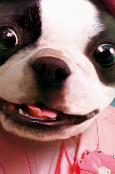 Póster decorativo de perrito molón.