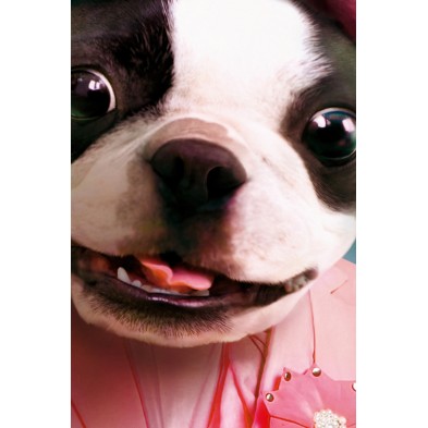 Cool dog decorative poster
