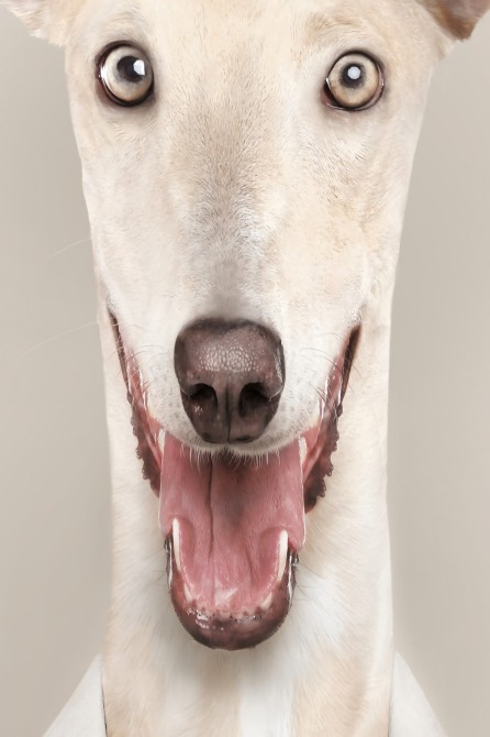 Póster del retrato de un galgo.