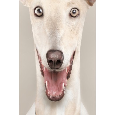 Póster del retrato de un galgo.