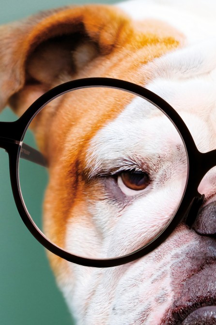 Póster impreso de animal fashion. Modelo Bulldog|Lokoloko