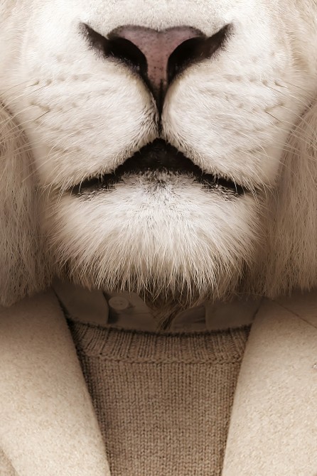 Albino Lion Model