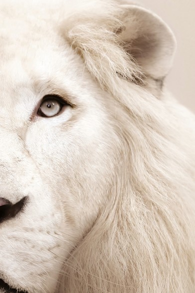 Albino Lion Model
