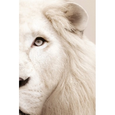 Póster decorativo de animal fashion. Modelo León Albino|Lokoloko