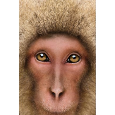Monkey Model
