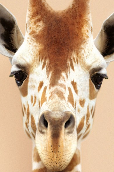Poster decorative fashion animal. Model Giraffe | Lokoloko