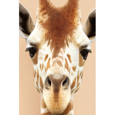 Poster decorative fashion animal. Model Giraffe | Lokoloko