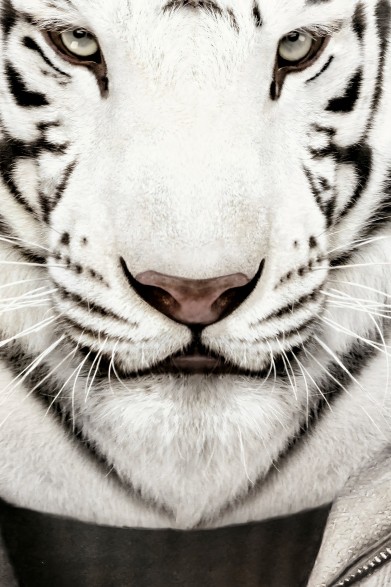 Poster decorative fashion animal. Albino Tiger Model | Lokoloko